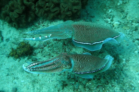 Oman nov.2013