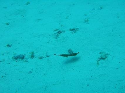 Similan Island liveaboard February 2015: