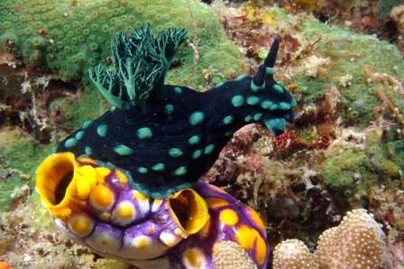 raja ampat november 2014