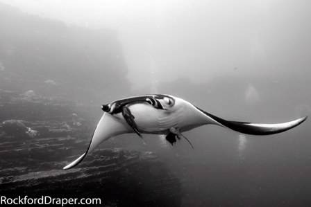 Socorro Island May 2015