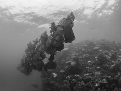 GREAT BARRIER REEF MARCH 2017
